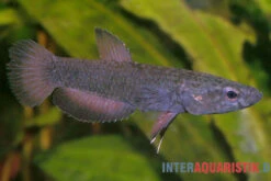 Weißsaum-Zwergkampffisch "Malinau", Betta Albimarginata "Malinau", Paarweise -Heimtierbedarf Weisssssaum Zwergkampffisch Malinau Betta albimarginata Malinau 3