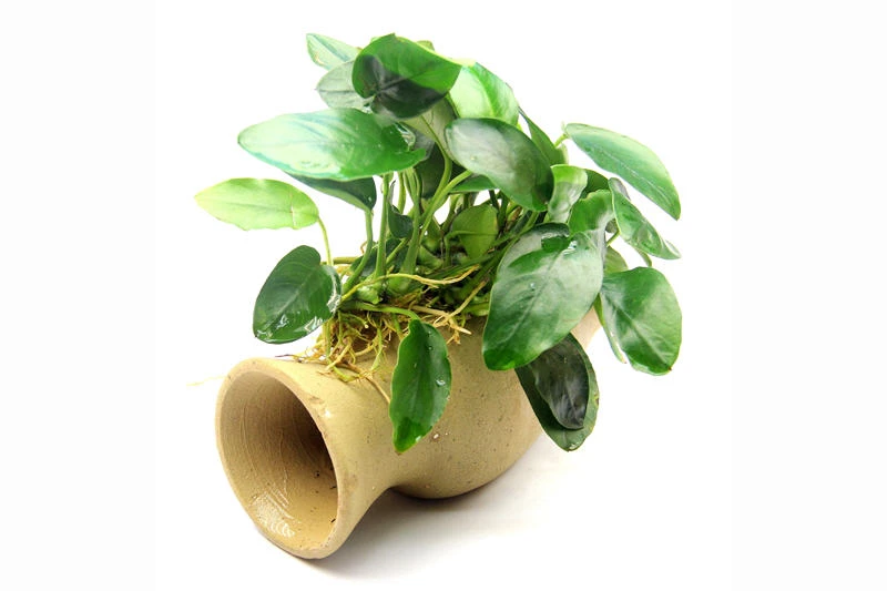 Dennerle Wels-Amphore, Anubias Nana Auf Tonamphore 3 Dennerle Wels-Amphore, Anubias Nana Auf Tonamphore