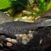 Wels L152 Orinoko-Tannenzapfenwels, Pseudorinelepis Genibarbis -Heimtierbedarf Wels L 152 Orinoko Tannenzapfenwels Pseudorinelepis genibarbis 2