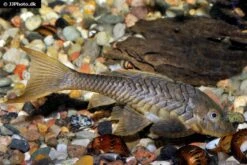 Wels L152 Orinoko-Tannenzapfenwels, Pseudorinelepis Genibarbis -Heimtierbedarf Wels L 152 Orinoko Tannenzapfenwels Pseudorinelepis genibarbis 3