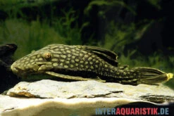 Wels L 330 Panaque Spec -Heimtierbedarf Wels L 330 Panaque spec neu 2