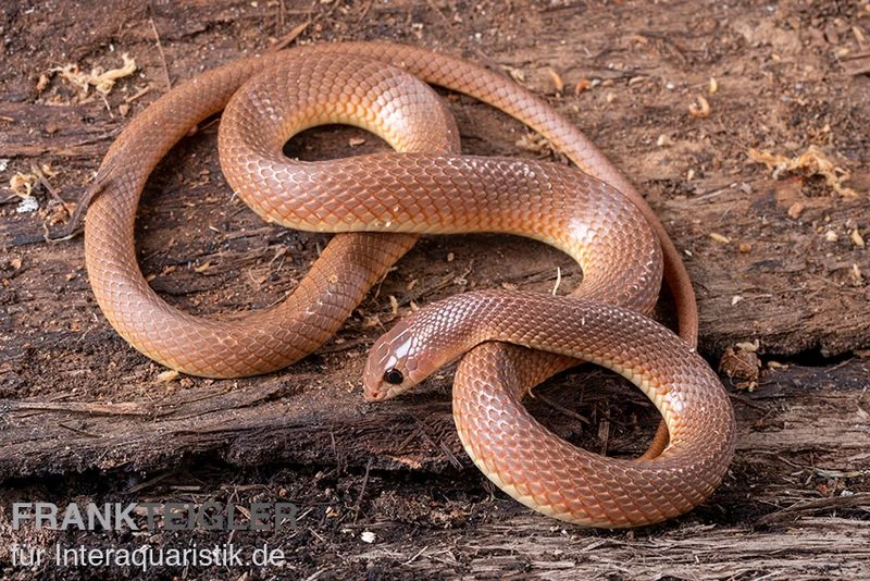 Westafrikanische Schnabelnasennatter, Rhamphiophis Oxyrhynchus 3 Westafrikanische Schnabelnasennatter, Rhamphiophis Oxyrhynchus