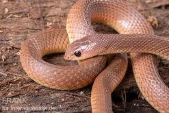 Westafrikanische Schnabelnasennatter, Rhamphiophis Oxyrhynchus 5 Westafrikanische Schnabelnasennatter, Rhamphiophis Oxyrhynchus -Heimtierbedarf Westafrikanische Schnabelnasennatter Rhamphiophis oxyrhynchus 2