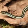 Westliche Bändernatter, Thamnophis Proximus -Heimtierbedarf Westliche Baendernatter Thamnophis proximus 1