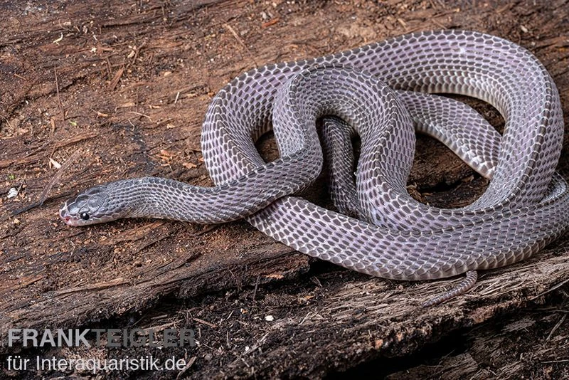 Westliche Wald-Feilenschlange, Mehelya Poensis 3 Westliche Wald-Feilenschlange, Mehelya Poensis