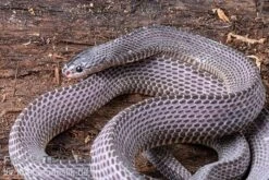 Westliche Wald-Feilenschlange, Mehelya Poensis 9 Westliche Wald-Feilenschlange, Mehelya Poensis -Heimtierbedarf Westliche Wald Feilenschlange Mehelya poensis 5