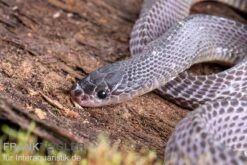 Westliche Wald-Feilenschlange, Mehelya Poensis 10 Westliche Wald-Feilenschlange, Mehelya Poensis -Heimtierbedarf Westliche Wald Feilenschlange Mehelya poensis 6