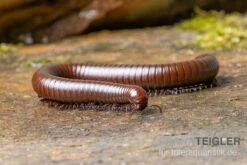 Wüsten-Tausendfüßer, Orthoporus Ornatus 7 Wüsten-Tausendfüßer, Orthoporus Ornatus -Heimtierbedarf Wuesten Tausendfuesser Orthoporus ornatus 3
