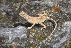Wüstenagame, Agama Mutabilis -Heimtierbedarf Wuestenagame Agama mutabilis
