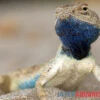 Wüstenagame, Agama Mutabilis 2 Wüstenagame, Agama Mutabilis -Heimtierbedarf Wuestenagame Agama mutabilis neu farbe jpg