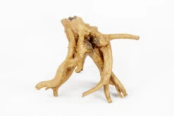 Aquatlantis Wurzel Mango 3