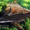 Wurzelwels, Trachelyopterus Fisheri -Heimtierbedarf Wurzelwels Trachelyopterus fisheri