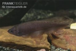 Afrikanischer Messerfisch, Xenomystus Nigri -Heimtierbedarf Xenomystus nigri Afrikanischer Messerfisch 1