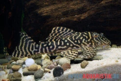Yellow Zebra Catfish, L401, Hypancistrus Sp. -Heimtierbedarf Yellow Zebra Catfish L401 Hypancistrus sp 3