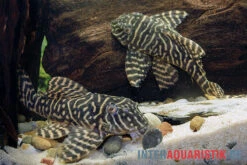 Yellow Zebra Catfish, L401, Hypancistrus Sp. -Heimtierbedarf Yellow Zebra Catfish L401 Hypancistrus sp 4