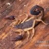 Zentralamerikanischer Bark-Skorpion, Centruroides Margaritatus -Heimtierbedarf Zentralamerikanischer Bark Skorpion Centruroides margaritatus 1