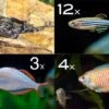 Zierfisch-Sortiment Asien Für 100 Cm -Heimtierbedarf Zierfisch Sortiment Asien 100 cm Aquarium neu