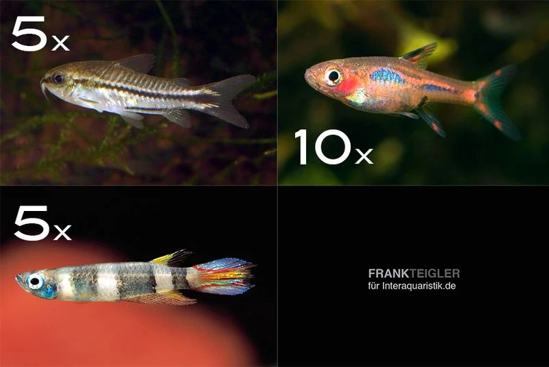 Zierfisch-Sortiment Minifische Für Becken Ab 60 Cm 3 Zierfisch-Sortiment Minifische Für Becken Ab 60 Cm