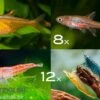 Bundle: Minifische+Garnelen Für Becken Ab 60 Cm 1 Bundle: Minifische+Garnelen Für Becken Ab 60 Cm -Heimtierbedarf Zierfisch Sortiment Minifische Garnelen 60 cm Aquar