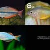 Zierfisch-Sortiment Regenbogenfische Für 120 Cm -Heimtierbedarf Zierfisch Sortiment Regenbogenfische 120 cm Aquariu
