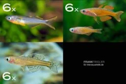 Zierfisch-Sortiment Regenbogenfische Für 80 Cm