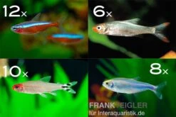 Zierfisch-Sortiment Salmler Rot/blau Ab 100 Cm