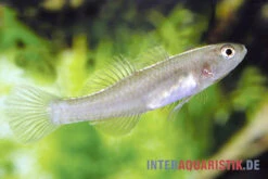 Zitronengrundel, Mugilogobius Rexi (Minifisch) -Heimtierbedarf Zitronengrundel 1 Paar Mugilogobius rexi Minifisch 2