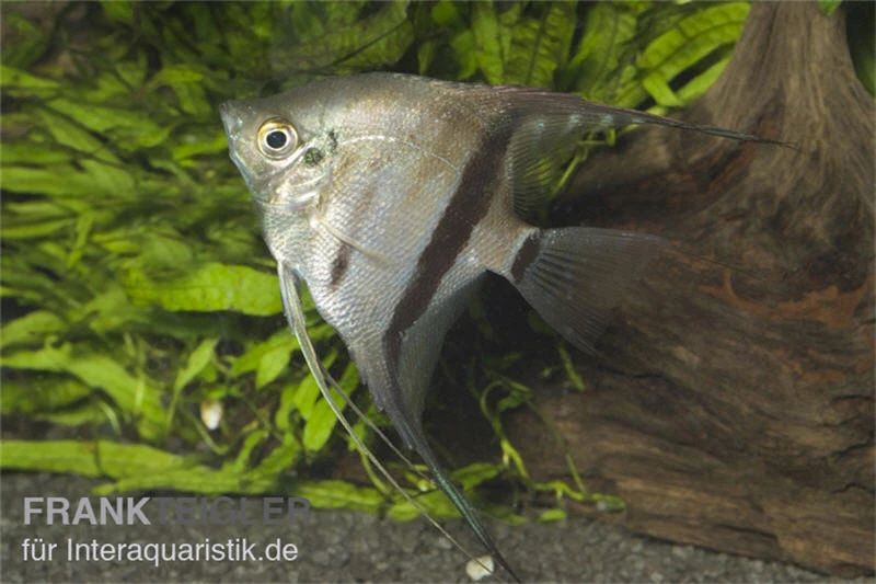 Zweifarbiger Skalar, Pterophyllum Scalare Bicolor, 6-8 Cm 3 Zweifarbiger Skalar, Pterophyllum Scalare Bicolor, 6-8 Cm