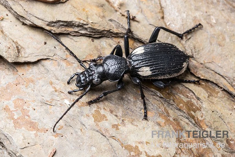 Zweifleck-Laufkäfer, Anthia Omoplata 3 Zweifleck-Laufkäfer, Anthia Omoplata