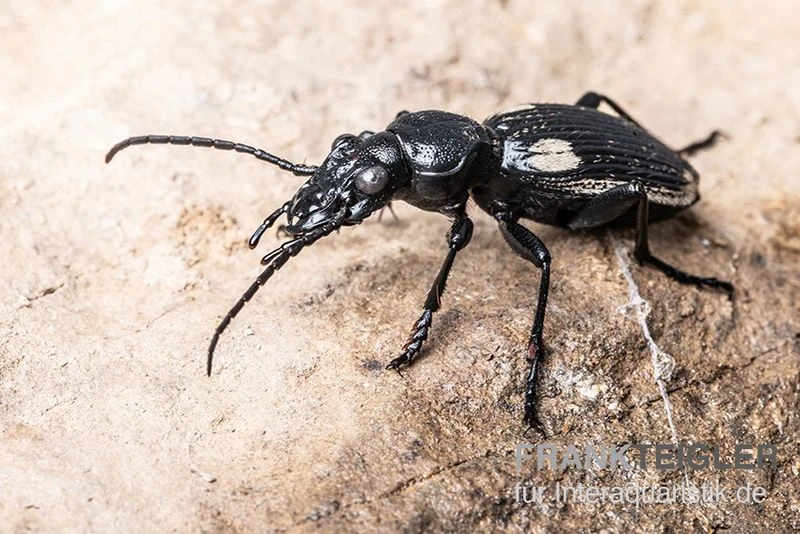 Zweifleck-Laufkäfer, Anthia Omoplata 4 Zweifleck-Laufkäfer, Anthia Omoplata – Bild 2