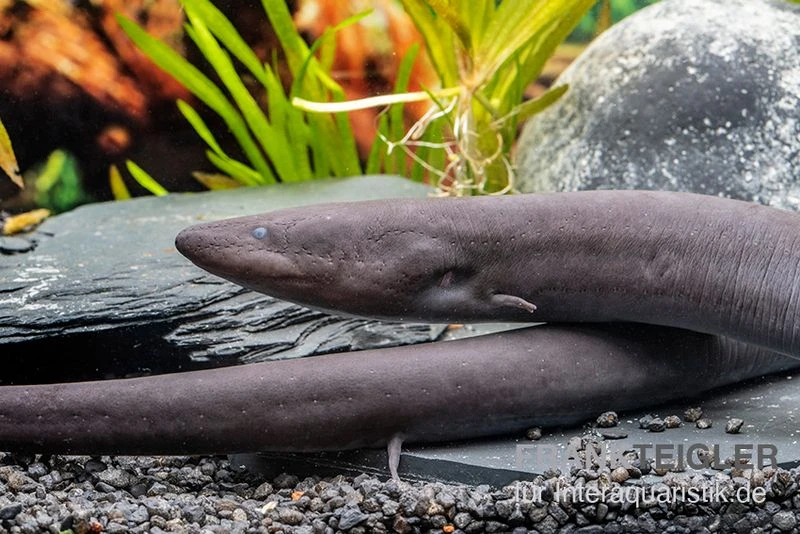 Zweizehen-Aalmolch, Amphiuma Means 4 Zweizehen-Aalmolch, Amphiuma Means – Bild 2