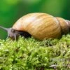 Zwerg-Achatschnecke, Archachatina Papyracea 1 Zwerg-Achatschnecke, Archachatina Papyracea -Heimtierbedarf Zwerg Achatschnecke Archachatina papyracea 1