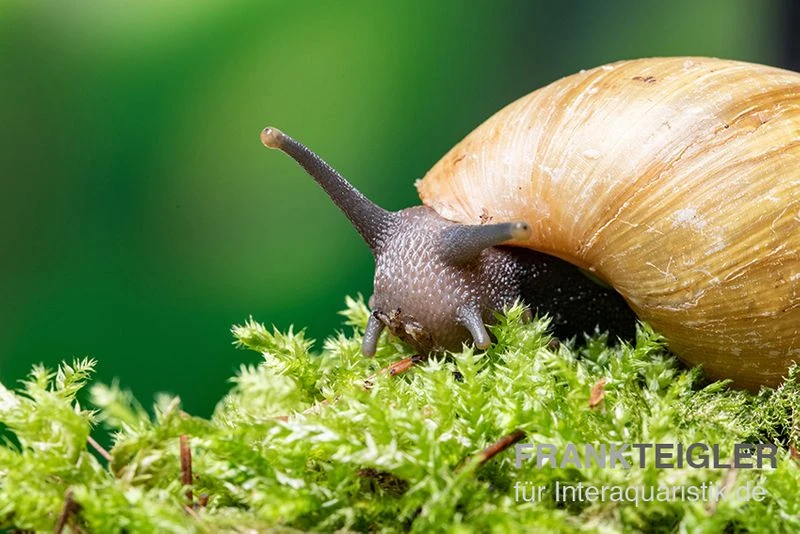 Zwerg-Achatschnecke, Archachatina Papyracea 4 Zwerg-Achatschnecke, Archachatina Papyracea – Bild 2