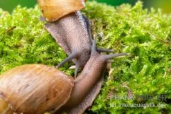 Zwerg-Achatschnecke, Archachatina Papyracea 7 Zwerg-Achatschnecke, Archachatina Papyracea -Heimtierbedarf Zwerg Achatschnecke Archachatina papyracea 3