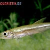 Zwerg-Barracuda-Salmler, Acestrorhynchus Cf. Minimus -Heimtierbedarf Zwerg Barracuda Salmler Acestrorhynchus cf minimus 1