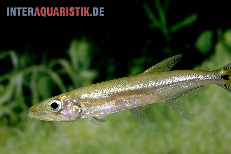 Zwerg-Barracuda-Salmler, Acestrorhynchus Cf. Minimus 3 Zwerg-Barracuda-Salmler, Acestrorhynchus Cf. Minimus