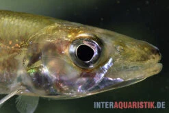Zwerg-Barracuda-Salmler, Acestrorhynchus Cf. Minimus 7 Zwerg-Barracuda-Salmler, Acestrorhynchus Cf. Minimus -Heimtierbedarf Zwerg Barracuda Salmler Acestrorhynchus cf minimus 3