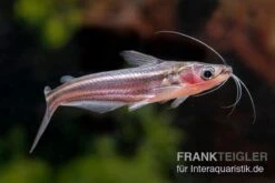 Zwerg-Haiwels, Pseudeutropius Moolenburghae -Heimtierbedarf Zwerg Haiwels Pseudeutropius moolenburghae