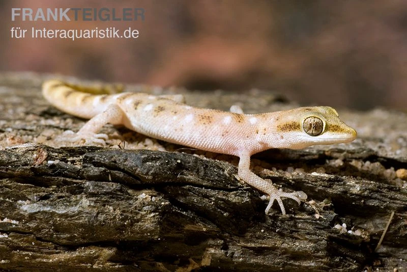 Zwergwüstengecko, Tropiocolotes Steudneri 5 Zwergwüstengecko, Tropiocolotes Steudneri – Bild 3