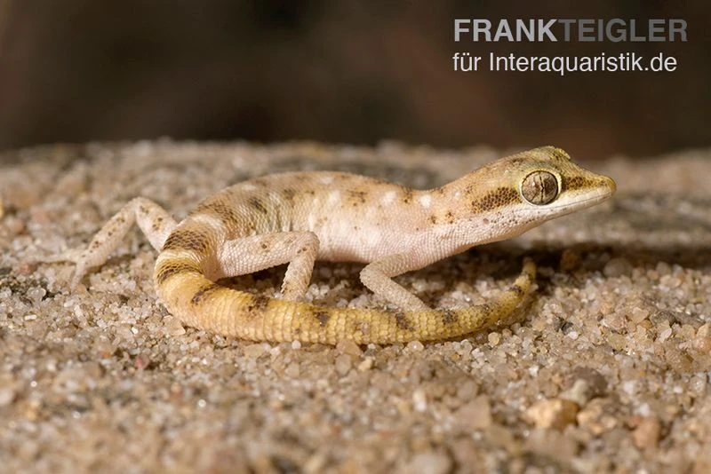 Zwergwüstengecko, Tropiocolotes Steudneri 4 Zwergwüstengecko, Tropiocolotes Steudneri – Bild 2