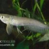 Arowana, Osteoglossum Bicirrhosum -Heimtierbedarf arowana Osteoglossum bicirrhosum