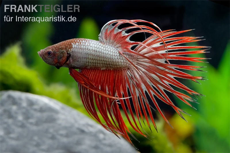 Crown Tail Kampffisch Red Dragon, Männchen, Betta Splendens 3 Crown Tail Kampffisch Red Dragon, Männchen, Betta Splendens