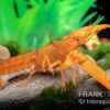 Goldener Cherax, Cherax Cf. Snowden -Heimtierbedarf cherax Gold m