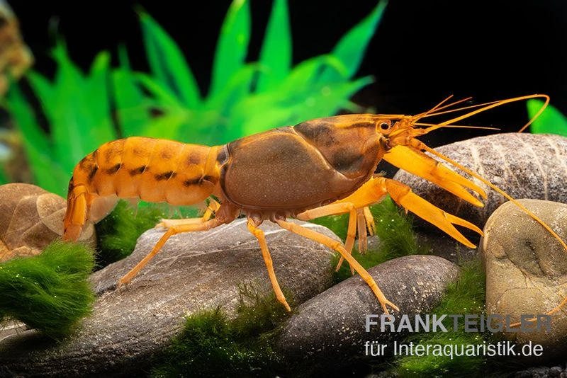 Goldener Cherax, Cherax Cf. Snowden 4 Goldener Cherax, Cherax Cf. Snowden – Bild 2