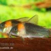 Dreieckspanzerwels, Corydoras Eques Tefe -Heimtierbedarf corydoras eques tefe