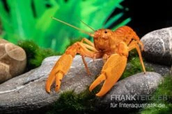 Goldener Cherax, Cherax Cf. Snowden 7 Goldener Cherax, Cherax Cf. Snowden -Heimtierbedarf goldener krebs cherax cf snowden