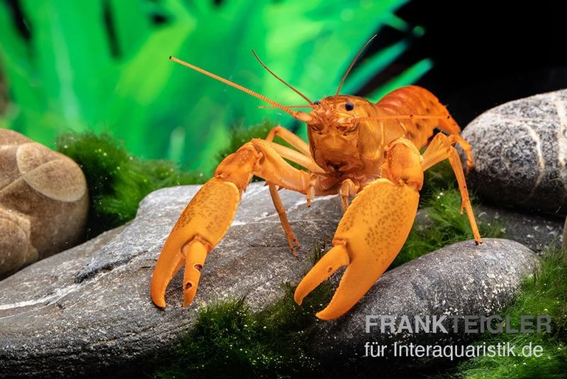 Goldener Cherax, Cherax Cf. Snowden 5 Goldener Cherax, Cherax Cf. Snowden – Bild 3