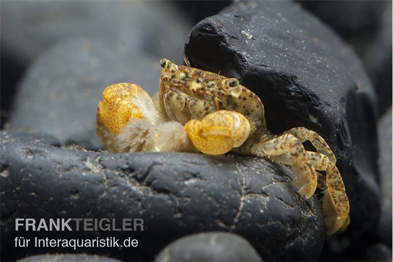 Pompomkrabbe, Ptychognathus Barbatus (Hongkong-Krabbe) 4 Pompomkrabbe, Ptychognathus Barbatus (Hongkong-Krabbe) – Bild 2