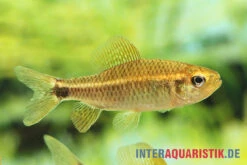 Fleckenschwanzsalmler, Crenuchus Spilurus -Heimtierbedarf ia crenuchus spilurus brasilien frau4