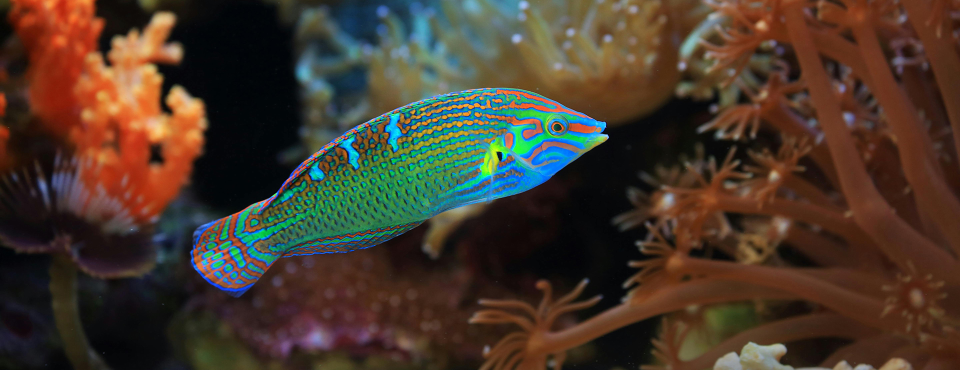 Titelseite 1 Titelseite -Heimtierbedarf pexels saturnus99 9004434